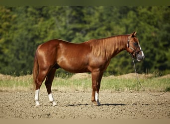 Quarter horse américain, Étalon, 2 Ans, 155 cm, Alezan