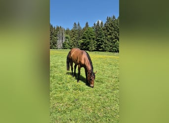 Quarter horse américain, Étalon, 2 Ans, 155 cm, Bai