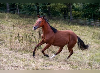 Quarter horse américain, Étalon, 2 Ans, 155 cm, Bai