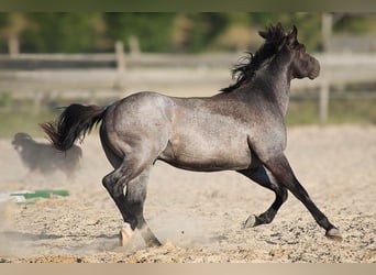 Quarter horse américain, Étalon, 2 Ans, 155 cm, Rouan bleu