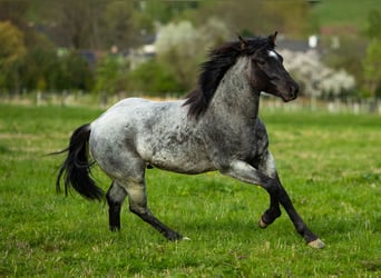 Quarter horse américain, Étalon, 2 Ans, 155 cm, Rouan bleu