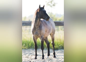 Quarter horse américain, Étalon, 2 Ans, 155 cm, Rouan bleu