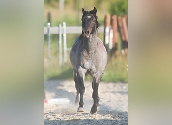 Quarter horse américain, Étalon, 2 Ans, 155 cm, Rouan bleu