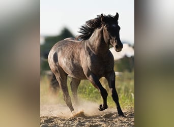 Quarter horse américain, Étalon, 2 Ans, 155 cm, Rouan bleu