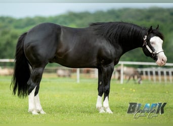 Quarter horse américain, Étalon, 2 Ans, 155 cm, Rouan bleu