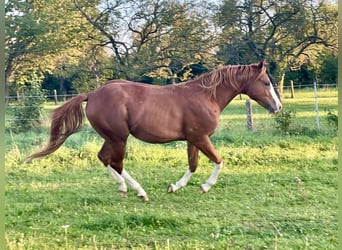 Quarter horse américain, Étalon, 2 Ans, 157 cm, Rouan Rouge