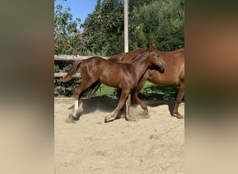 Quarter horse américain, Étalon, 2 Ans, 160 cm, Alezan brûlé