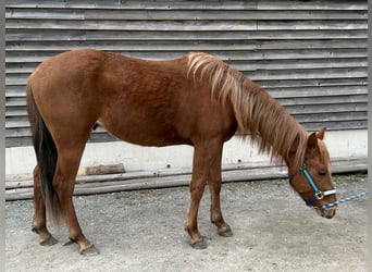 Quarter horse américain, Étalon, 2 Ans, Alezan