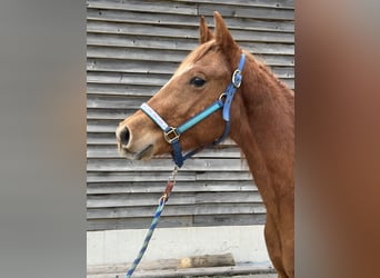 Quarter horse américain, Étalon, 2 Ans, Alezan