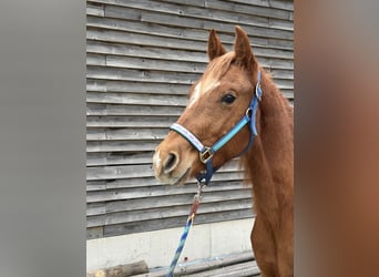 Quarter horse américain, Étalon, 2 Ans, Alezan