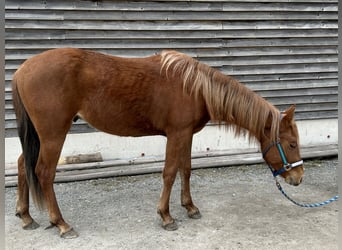 Quarter horse américain, Étalon, 2 Ans, Alezan