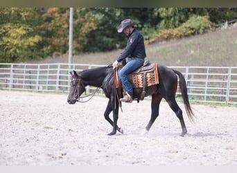 Quarter horse américain, Étalon, 2 Ans, Bai cerise
