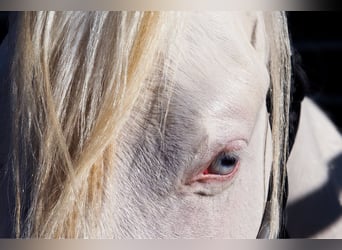 Quarter horse américain, Étalon, 2 Ans, Cremello