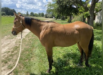 Quarter horse américain, Étalon, 2 Ans, Dunalino