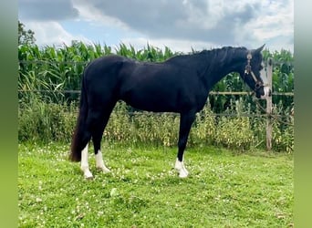Quarter horse américain, Étalon, 3 Ans, 139 cm, Noir
