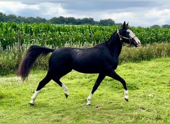 Quarter horse américain, Étalon, 3 Ans, 139 cm, Noir