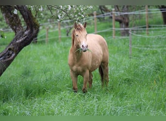 Quarter horse américain, Étalon, 3 Ans, 142 cm, Champagne