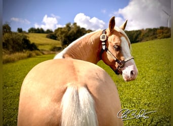 Quarter horse américain, Étalon, 3 Ans, 145 cm, Palomino