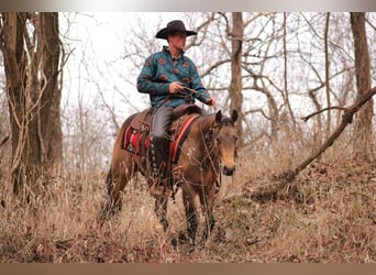 Quarter horse américain, Étalon, 3 Ans, 147 cm, Buckskin