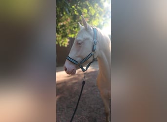 Quarter horse américain, Étalon, 3 Ans, 147 cm, Cremello