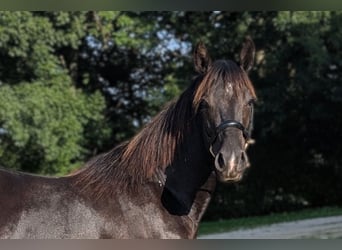 Quarter horse américain, Étalon, 3 Ans, 147 cm, Noir