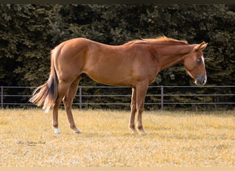 Quarter horse américain, Étalon, 3 Ans, 148 cm, Alezan brûlé