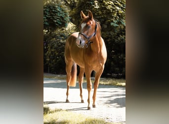 Quarter horse américain, Étalon, 3 Ans, 148 cm, Alezan brûlé