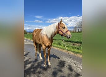 Quarter horse américain, Étalon, 3 Ans, 148 cm, Palomino