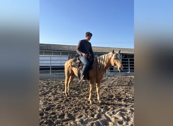 Quarter horse américain, Étalon, 3 Ans, 148 cm, Palomino