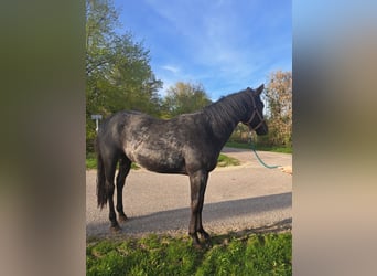 Quarter horse américain, Étalon, 3 Ans, 148 cm, Rouan Bleu