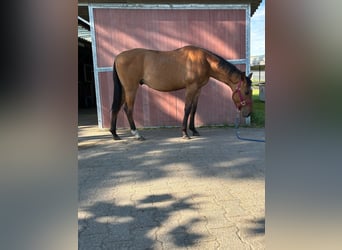 Quarter horse américain, Étalon, 3 Ans, 150 cm, Dunalino