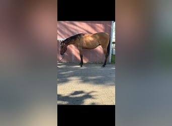 Quarter horse américain, Étalon, 3 Ans, 150 cm, Dunalino
