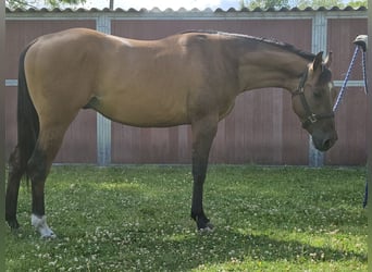 Quarter horse américain, Étalon, 3 Ans, 150 cm, Dunalino