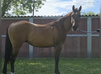 Quarter horse américain, Étalon, 3 Ans, 150 cm, Dunalino