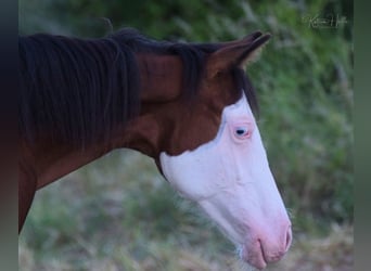 Quarter horse américain, Étalon, 3 Ans, 150 cm, Overo-toutes couleurs