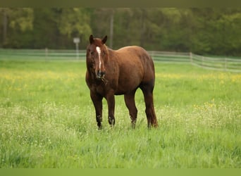 Quarter horse américain, Étalon, 3 Ans, 152 cm, Alezan brûlé
