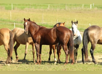 Quarter horse américain, Étalon, 3 Ans, 152 cm, Alezan brûlé