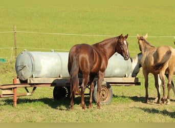 Quarter horse américain, Étalon, 3 Ans, 152 cm, Alezan brûlé