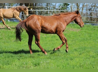 Quarter horse américain, Étalon, 3 Ans, 152 cm, Alezan brûlé