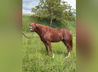 Quarter horse américain, Étalon, 3 Ans, 152 cm, Alezan