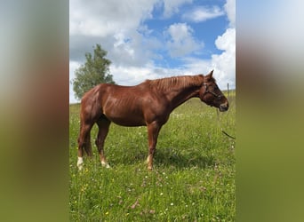Quarter horse américain, Étalon, 3 Ans, 152 cm, Alezan