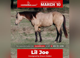 Quarter horse américain, Étalon, 3 Ans, 152 cm, Buckskin