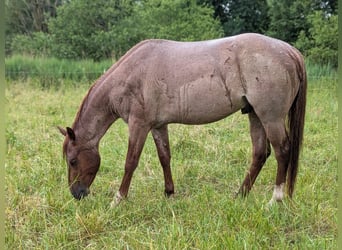 Quarter horse américain, Étalon, 3 Ans, 152 cm, Rouan Rouge