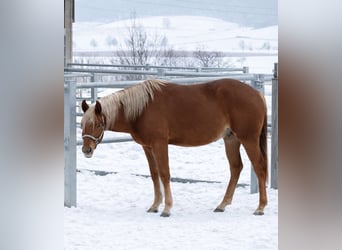 Quarter horse américain, Étalon, 3 Ans, 153 cm, Alezan