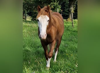Quarter horse américain, Étalon, 3 Ans, 154 cm, Alezan