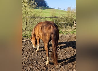 Quarter horse américain, Étalon, 3 Ans, 155 cm, Alezan