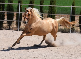 Quarter horse américain, Étalon, 3 Ans, 156 cm, Palomino