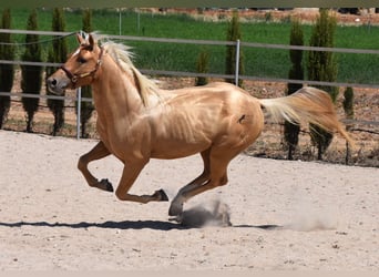 Quarter horse américain, Étalon, 3 Ans, 156 cm, Palomino