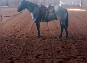 Quarter horse américain, Étalon, 3 Ans, 157 cm, Rouan Bleu