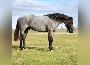 Quarter horse américain, Étalon, 3 Ans, 157 cm, Rouan Bleu